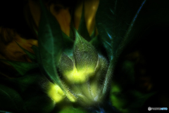 Θ Θ