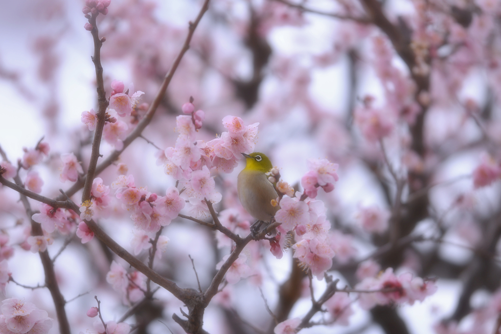 春。