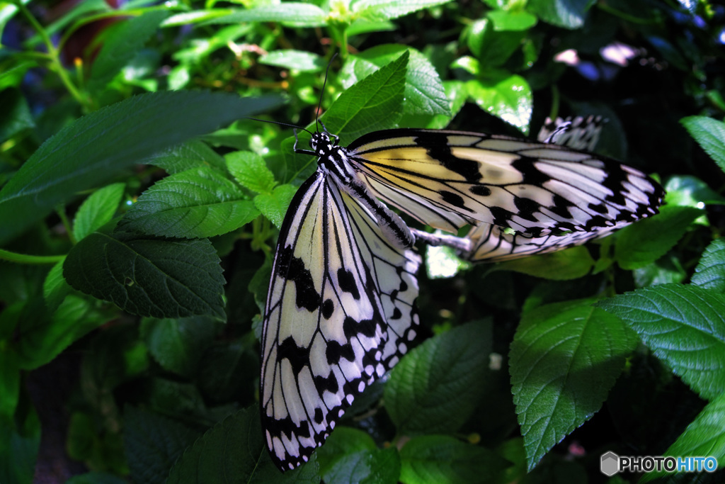 =オオゴマダラ=