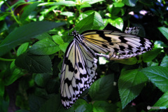 =オオゴマダラ=