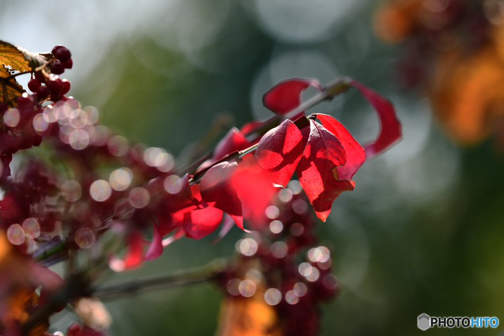 紅・黄