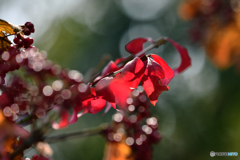紅・黄
