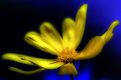 yellow daisy