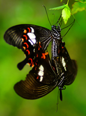 モンキアゲハ交尾