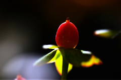 ヒペリカム・アンドロサエマム