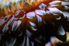 "petals"　₂