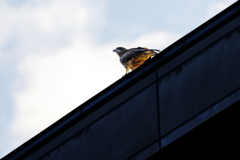 鳶..