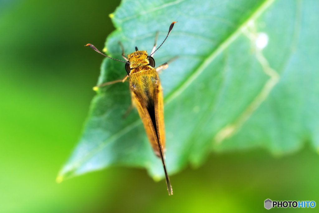 セセリチョウの毛
