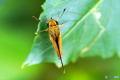 セセリチョウの毛