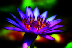 colorful water lily