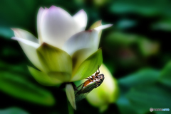 蓮に蝉