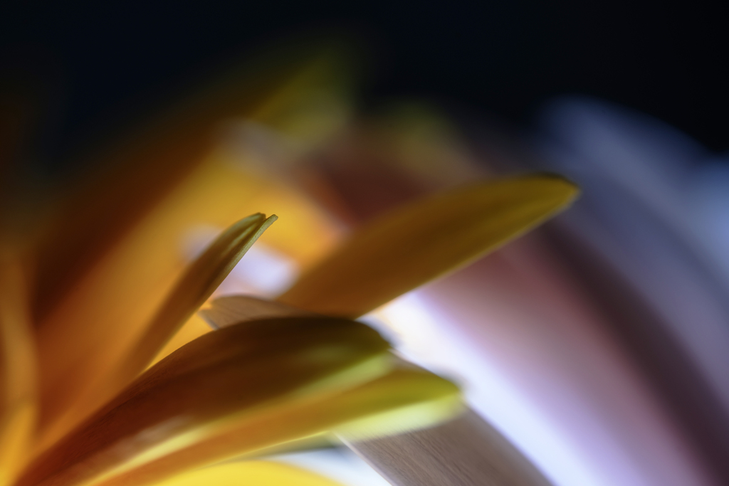 "petals"