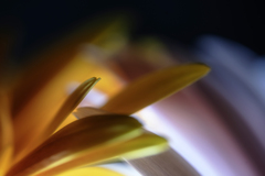 "petals"