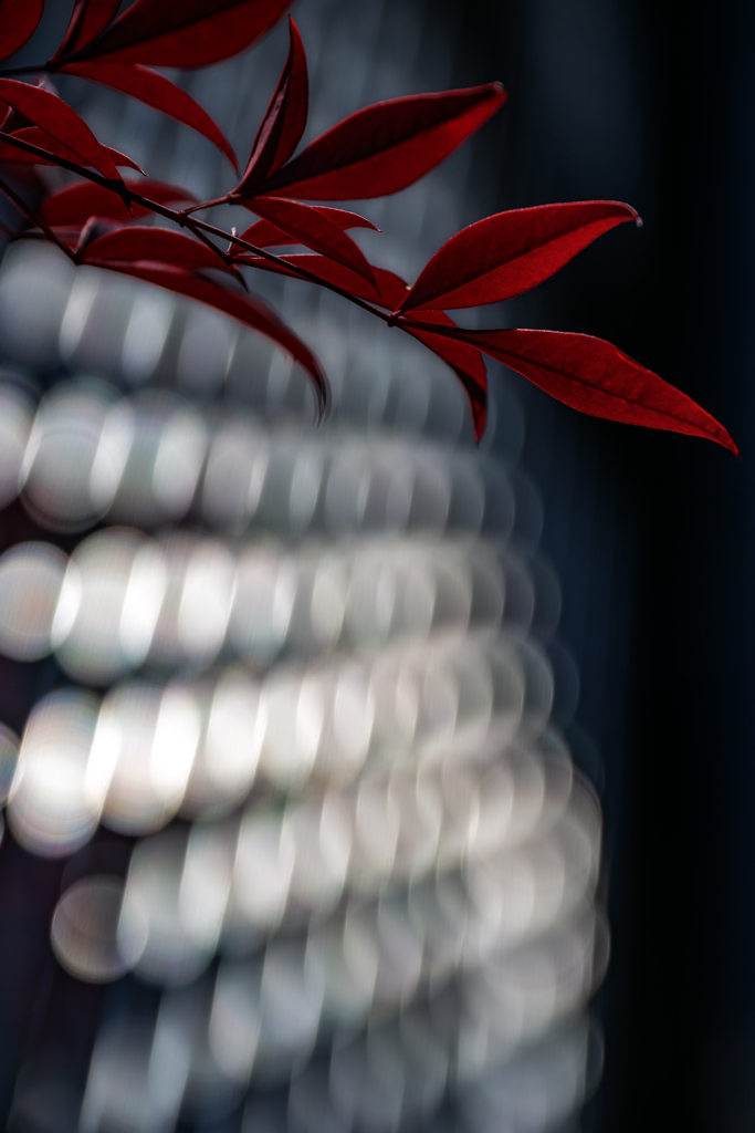 紅葉_