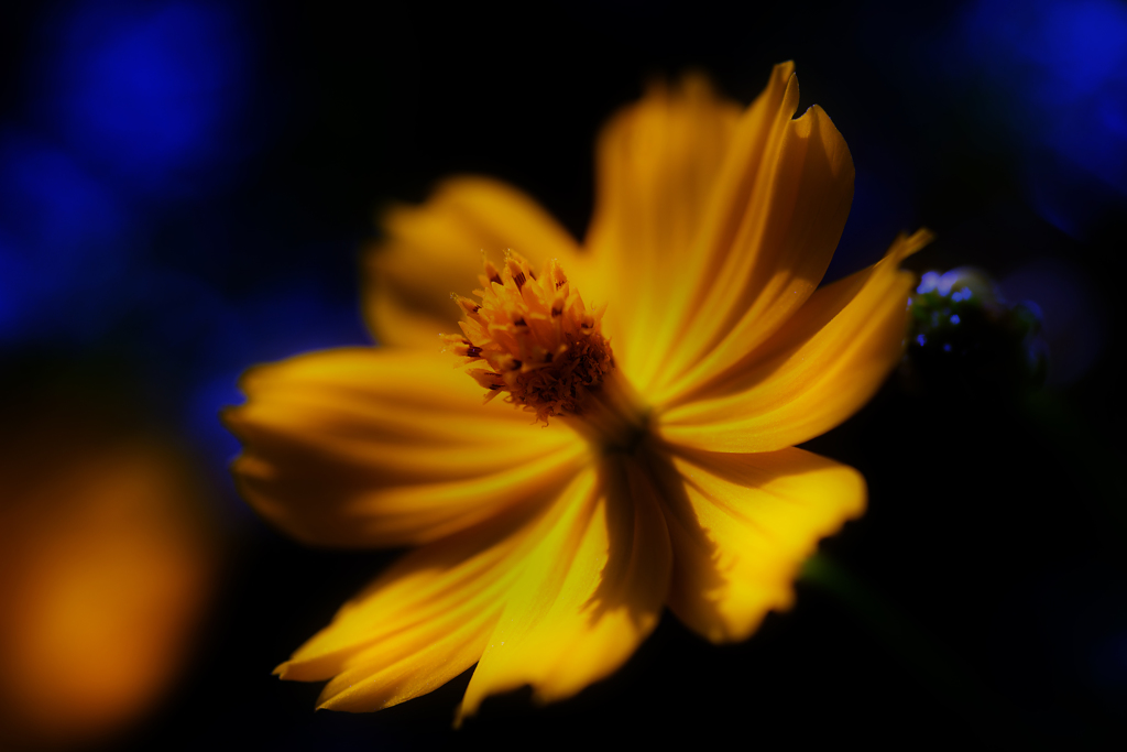 キバナコスモス