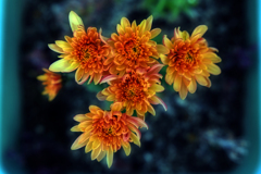 ❀orange-yellow