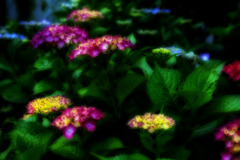 -VIVID-