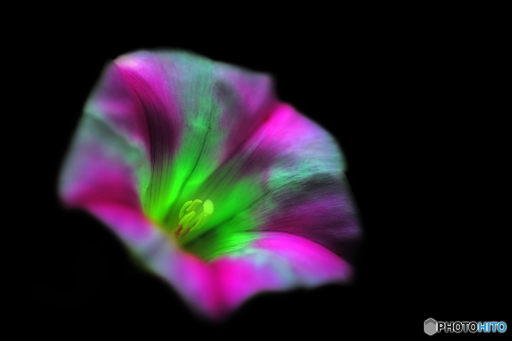 fluoresce