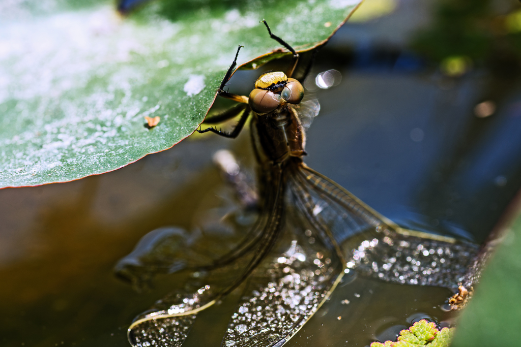 トンボの・・
