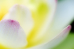 soft light