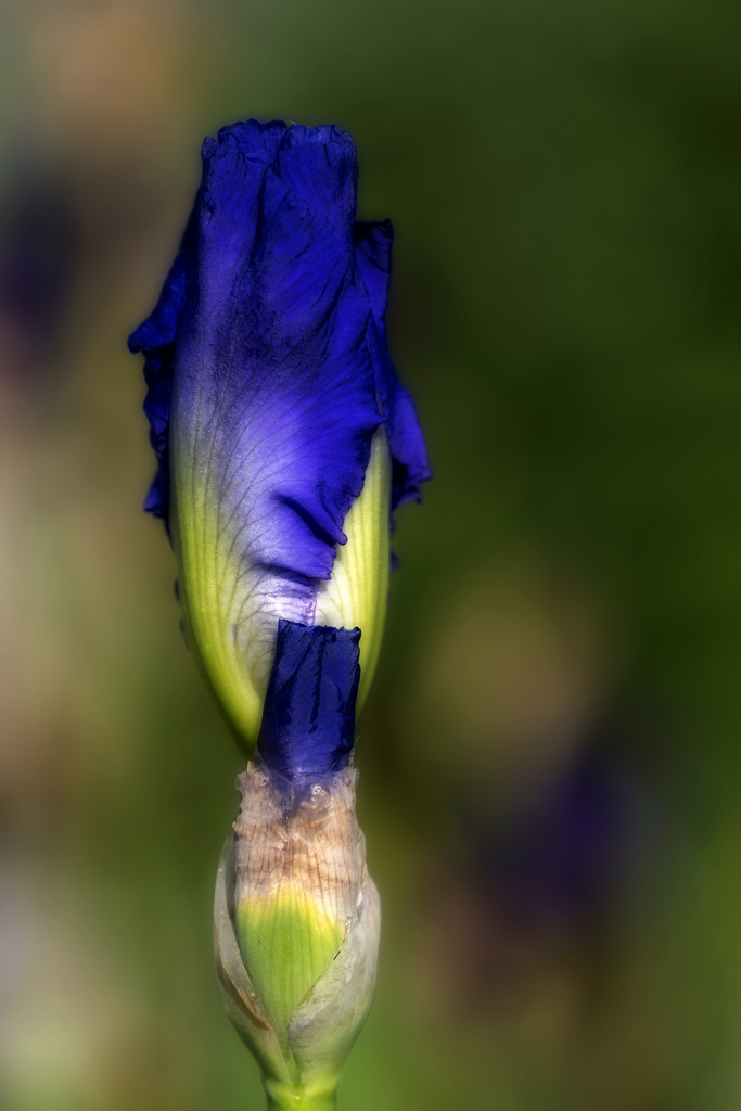菖蒲の蕾