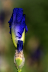 菖蒲の蕾