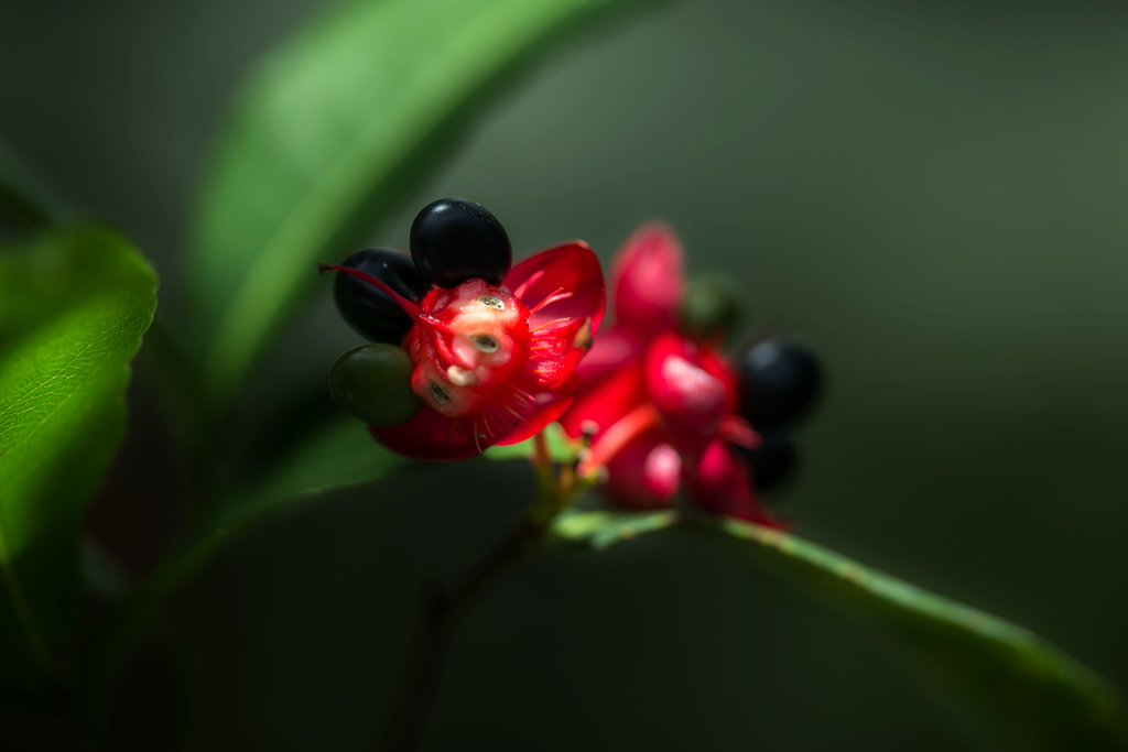 ミッキーマウスノキ