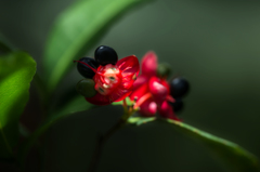 ミッキーマウスノキ