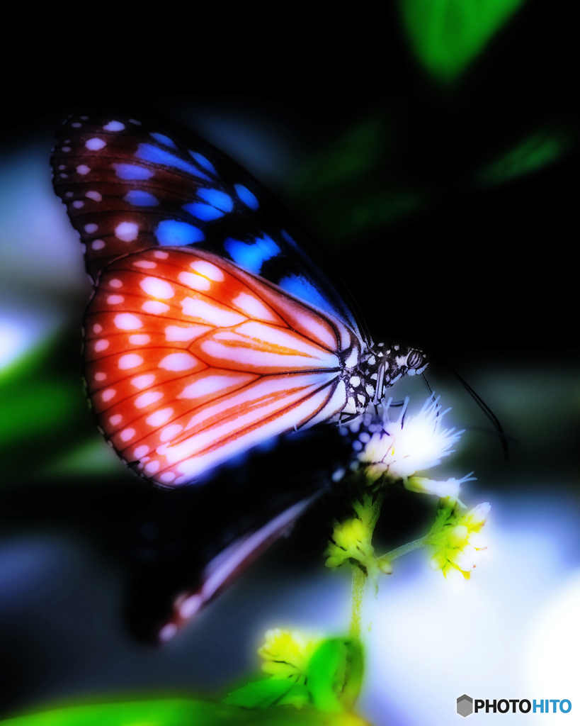 butterfly