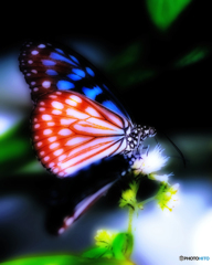 butterfly