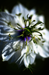 ニョロニョロ Ⅰ