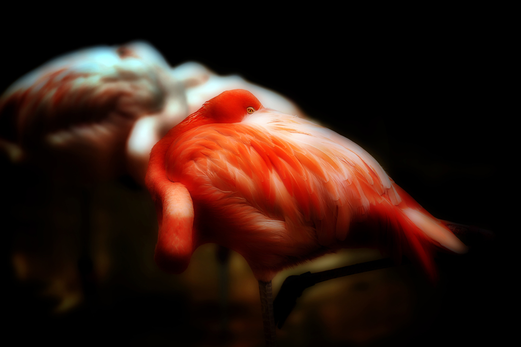 フラミンゴ