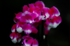 fluorescent pink