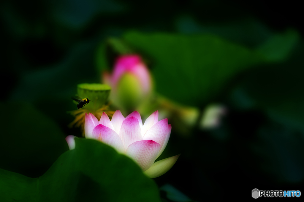 熊蜂