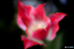 soft red