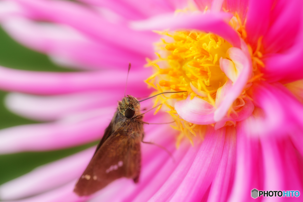 セセリーダリア