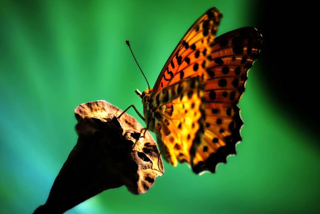 ハスとツマグロヒョウモンⅠ