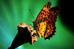 ハスとツマグロヒョウモンⅠ