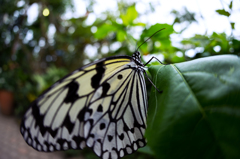 ːオオゴマダラ