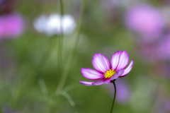 cosmos.