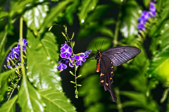 ジャコウアゲハ