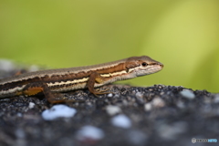 カナヘビ.