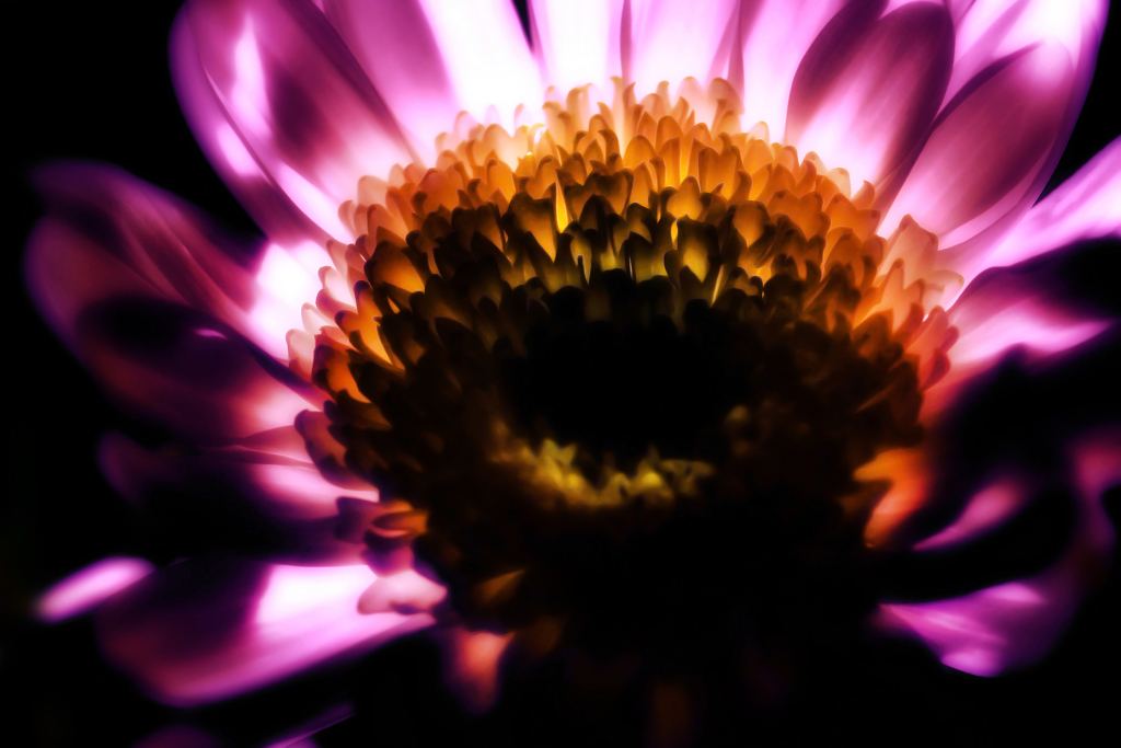 FlowerⅡ