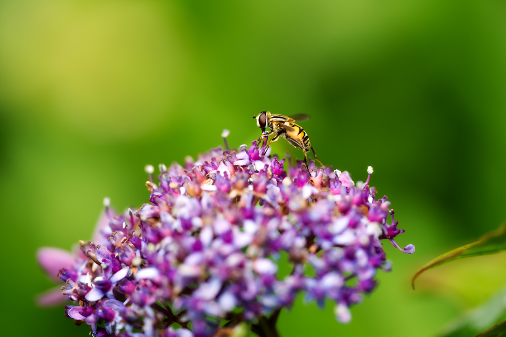 アブとアジサイ