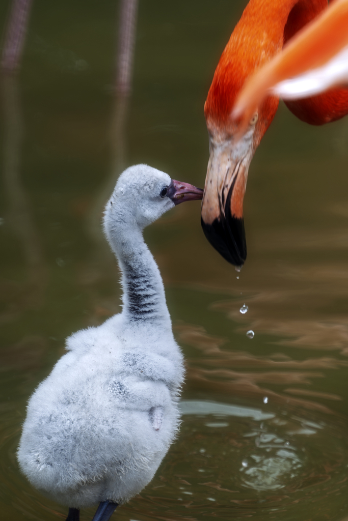 ヒナ