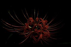 ”曼殊沙華”