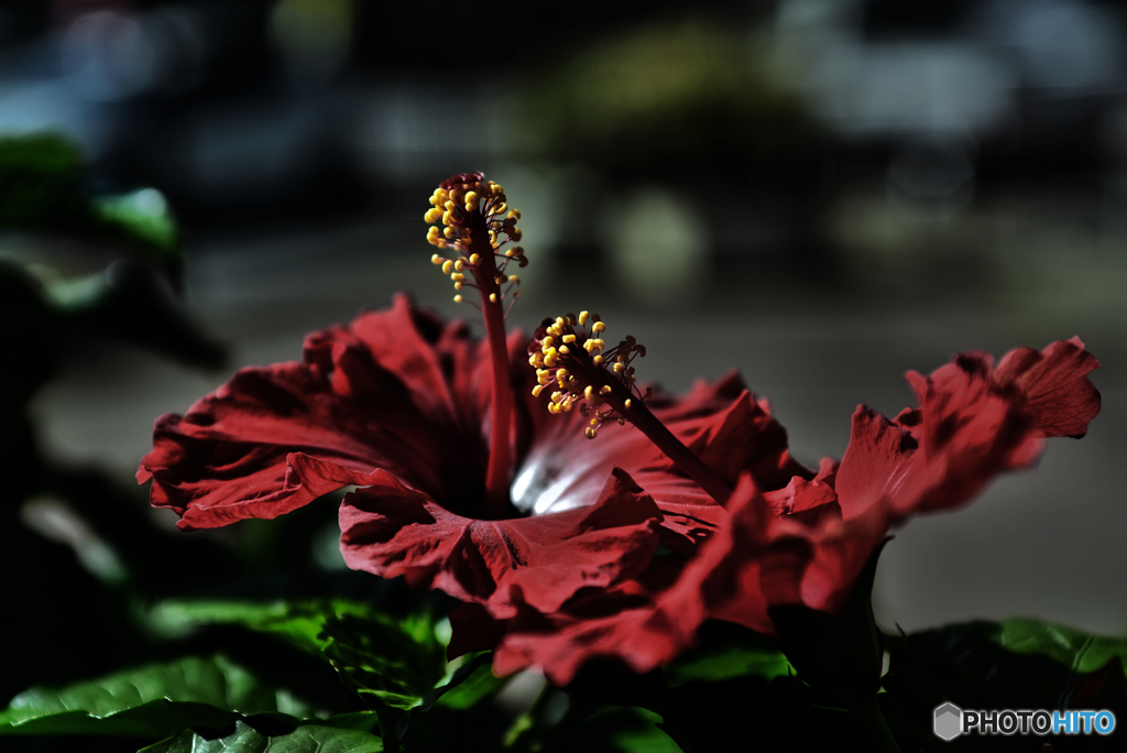 仏桑花