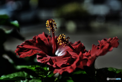仏桑花