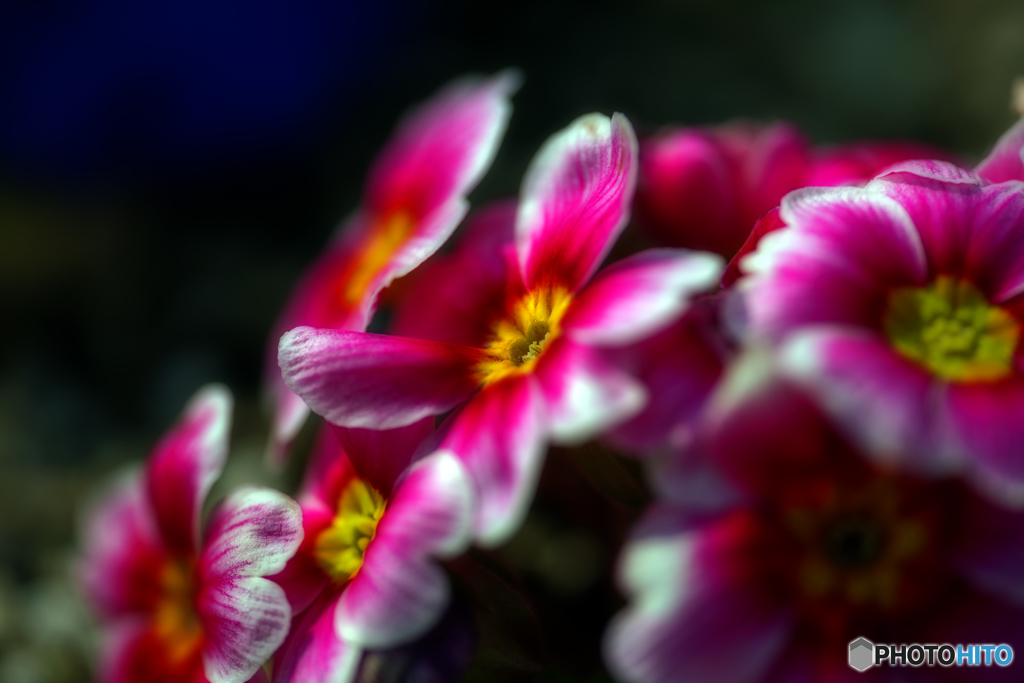 プリムラジュリアン