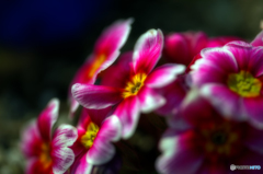 プリムラジュリアン